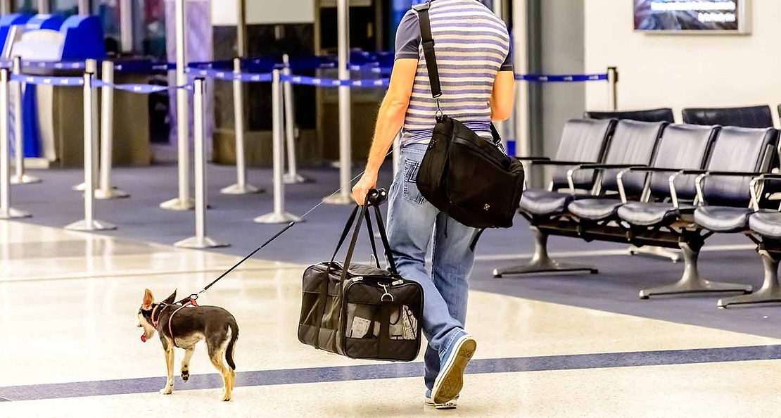 How Does Traveling Affect Your Pet? The Good and Bad