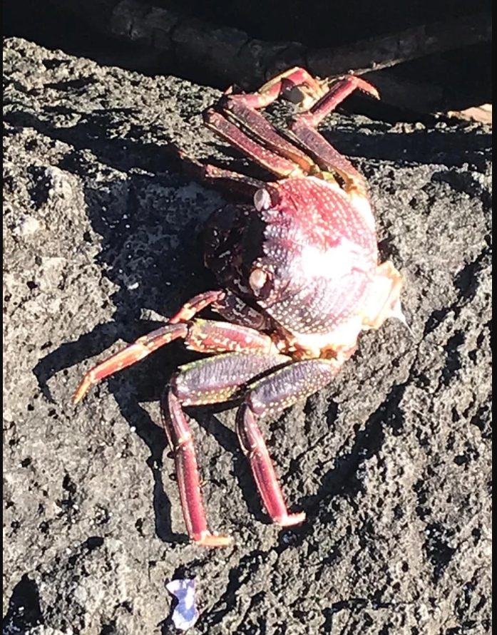 Red Crab at Turtle Beach
