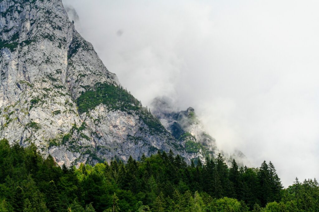 green pine tree and mountain scenery