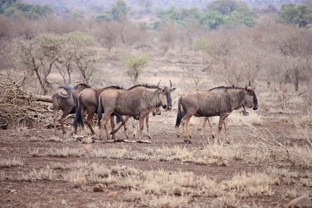 brown wildebeests standing on brown sands