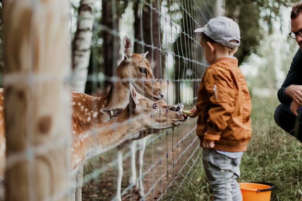 boy feeding a animal in the best zoo in America