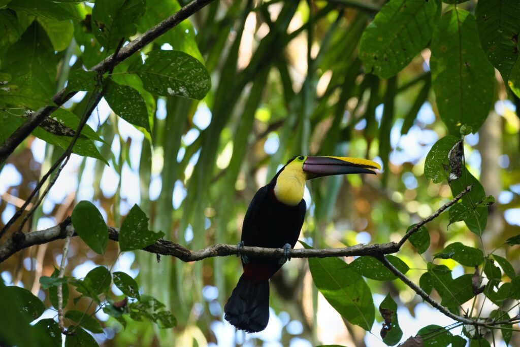 Chestnut billed toucan in the Manuel Antonio National Park, Costa Rica
