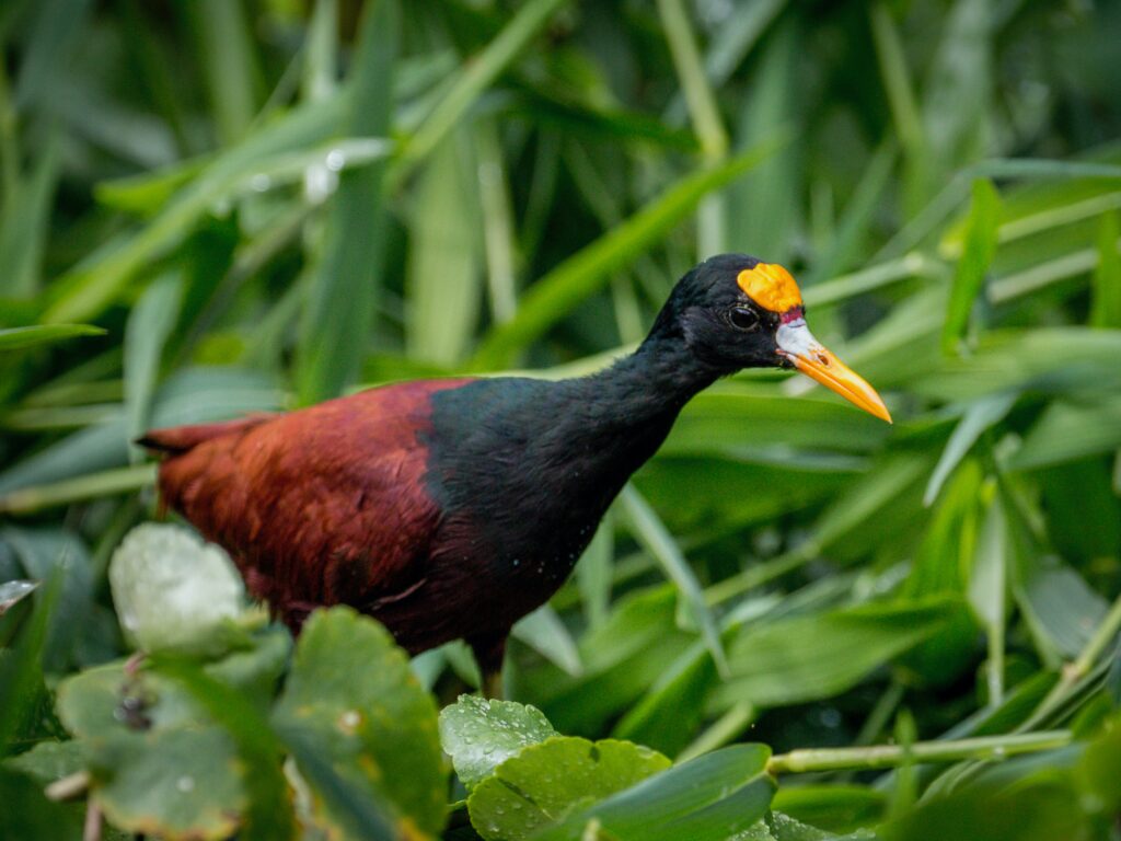 black and red bird on green plant