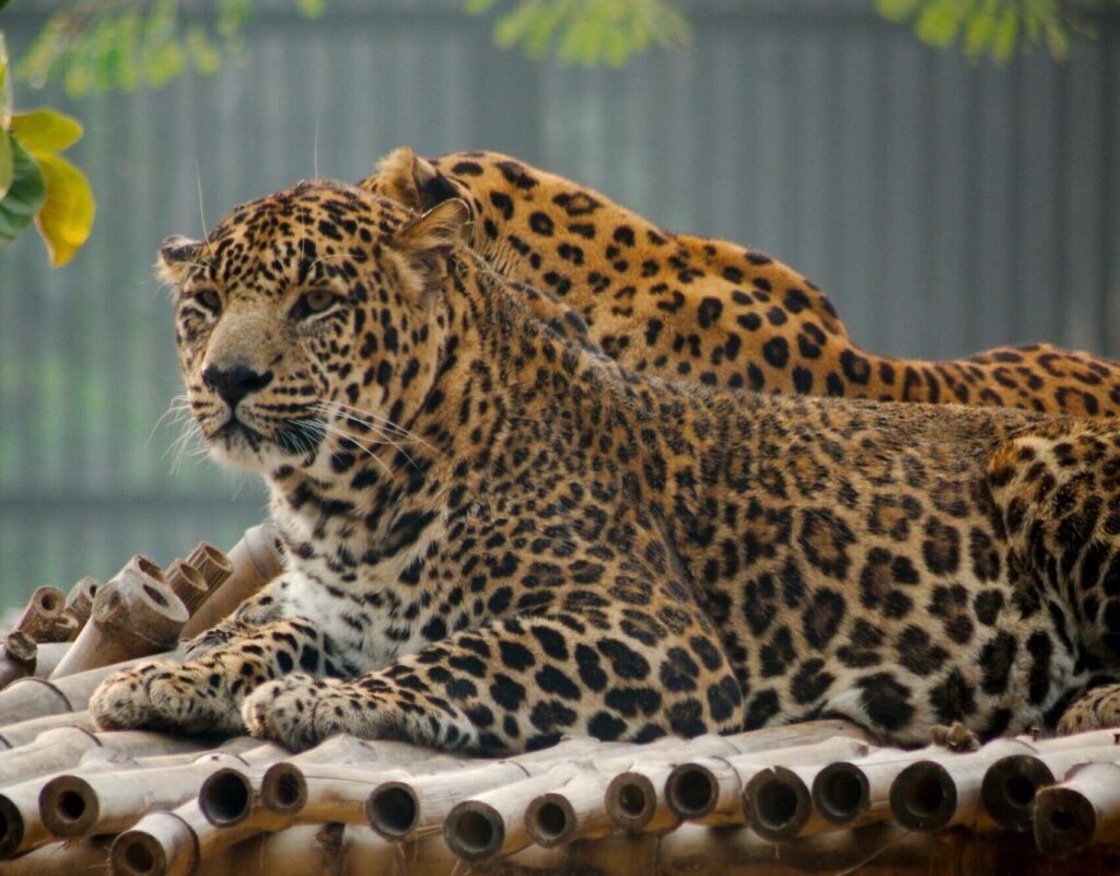 leopard on bamboo dock
