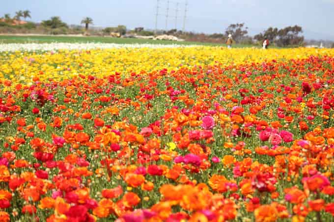 the flower fields in Carlsbad Ranch