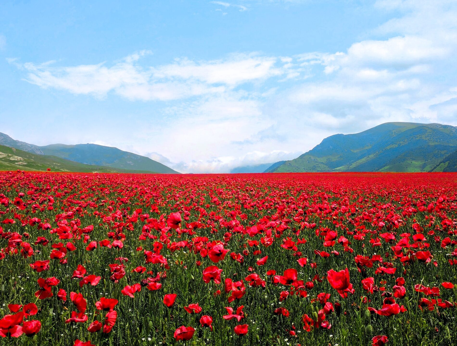 red flower field