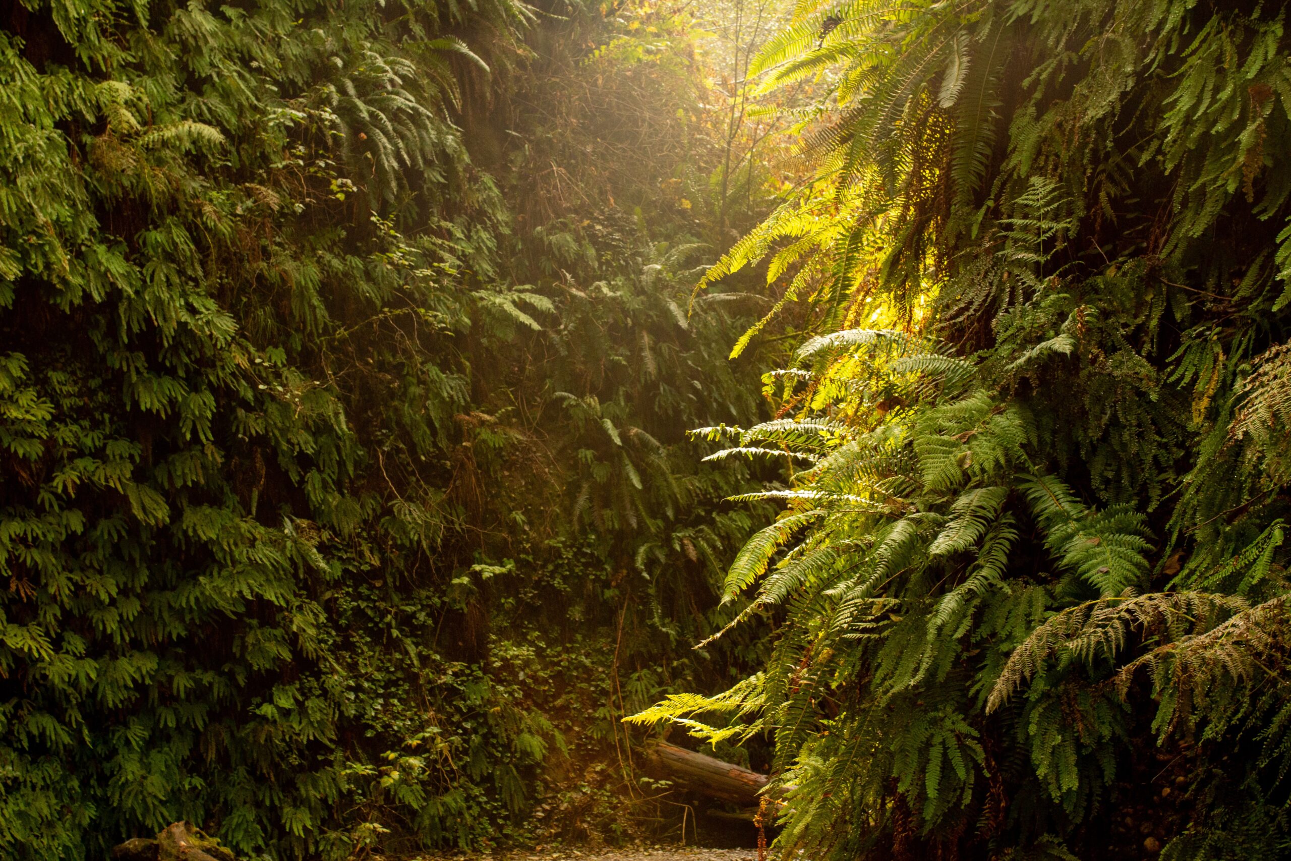 a forest with trees, Fern Canyon Forest.
