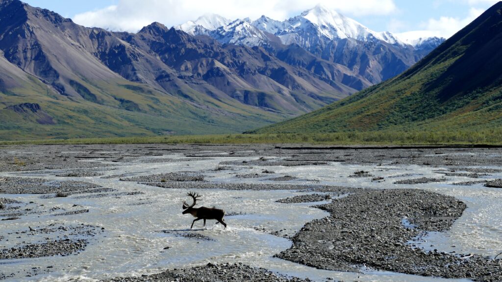 moose running on body of water near mountains during daytime