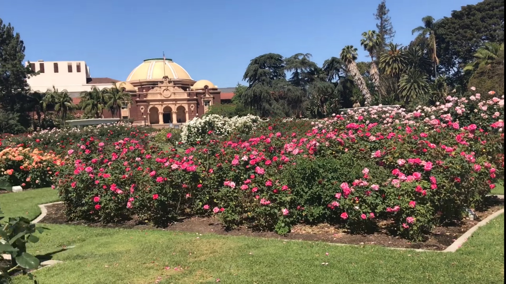 Rose Garden At Exposition Park In Los Angeles (LA)