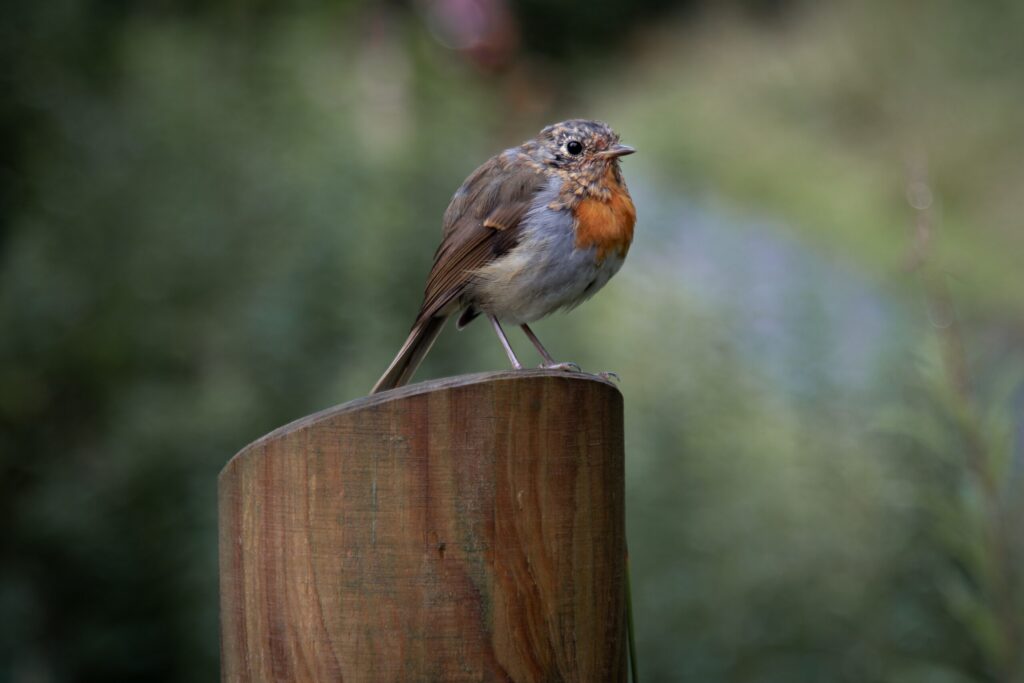 shallow focus of brown bird